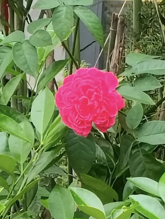 Đất nền góc 30 đường Tái định cư An Bình 75m² giá 5.2 tỷ - Đầu tư sinh lời ngay!