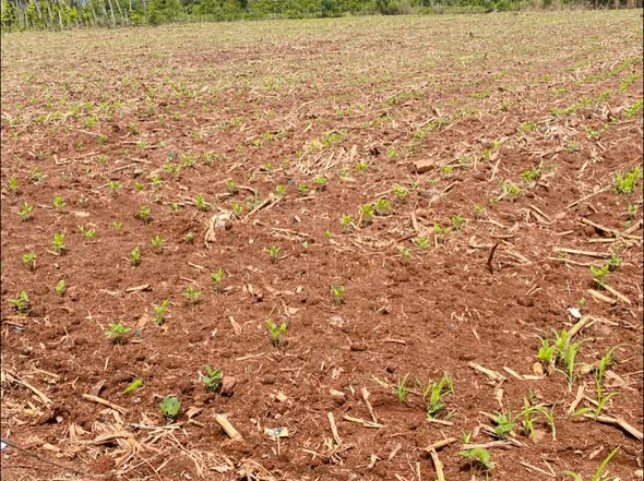 Đất nền 5000m² tại Ia Le, Chư Pưh, Gia Lai - Sổ hồng đầy đủ chỉ 750 triệu!