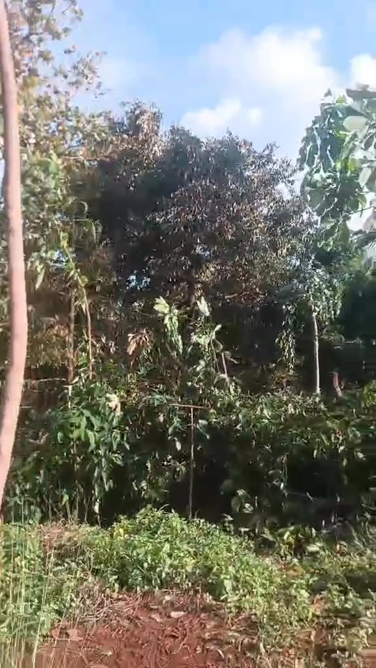 Đất nền xã Ia Nan, huyện Đức Cơ, Gia Lai 20.000m² - Giá 1 tỷ, pháp lý rõ ràng!