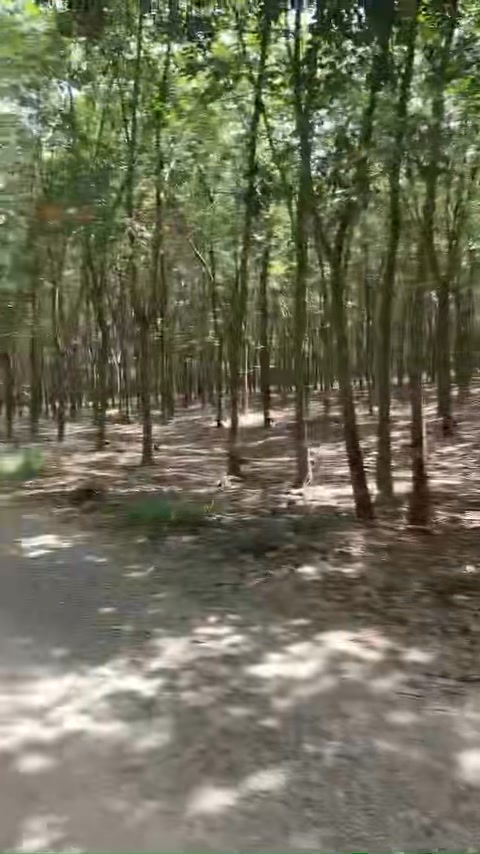 Đất nền góc Tân Bình 6585m² giá chỉ 70 triệu - Cơ hội đầu tư tuyệt vời!