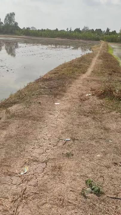 Đất nông nghiệp 10.000m² Trường Long Tây, Cần Thơ - Giá chỉ 1.9 tỷ!