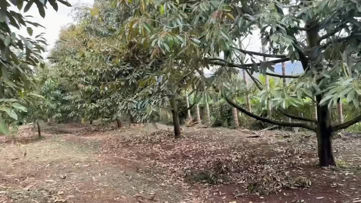 Siêu phẩm rẫy An Bình, Buôn Hồ 1440m² giá 4.7 tỷ - Đầu tư sinh lời bền vững!