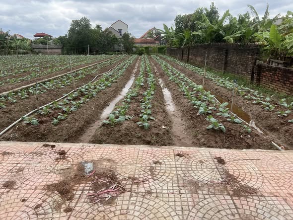 Đất nền 300m² xóm Thống Nhất, Đông Tảo - Giao thông thuận tiện, giá chỉ 1 triệu/m²!