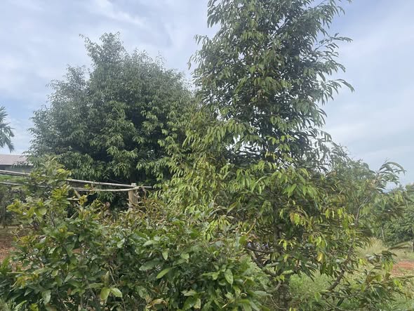 Đất thổ cư 4 sào tại Ea Hu, Cư Kuin - Giá chỉ 1.35 tỷ, đầu tư sinh lời cao!