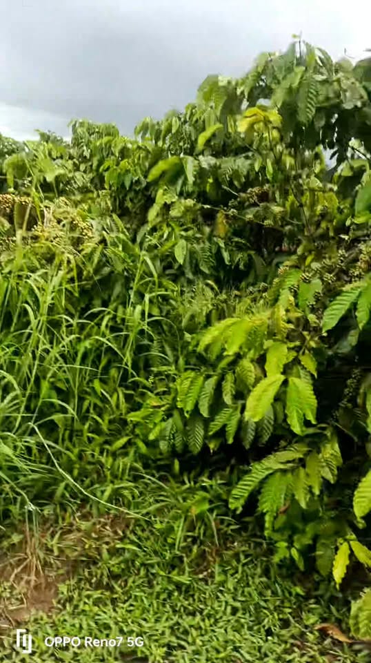 Đất nền Liên Hà Lâm Hà 10,000m² giá 4,5 tỷ - Đầu tư sinh lời ngay!