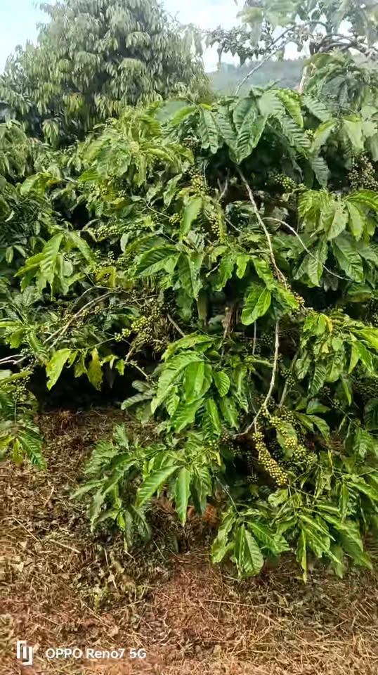 Đất nền Liên Hà Lâm Hà 60m² giá 4.6 tỷ - Mặt đường nhựa, khu dân cư đông đúc!