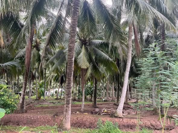 Đất vườn dừa 10000m² xã Châu Hưng, Bến Tre chỉ 1.65 tỷ - Đường xe tải vào tận nơi!