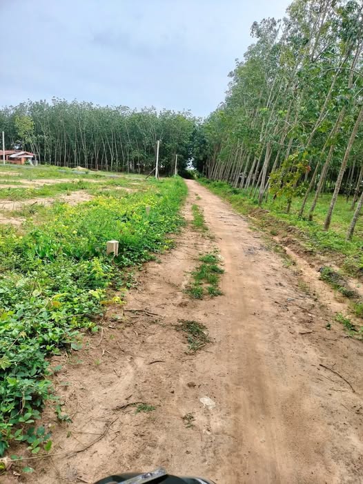 Đất nền 200m² tại Ấp Vịnh, An Cơ, Châu Thành - Giá chỉ 150 triệu!