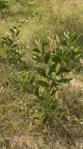 Đất nông nghiệp 6ha tại xã Ea H'Leo chỉ 510 triệu - Cơ hội đầu tư tuyệt vời!