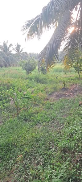 Đất nền Bình Ninh, Chợ Gạo 361m² giá 500 triệu - Sổ hồng chính chủ, 2 mặt tiền rộng rãi!