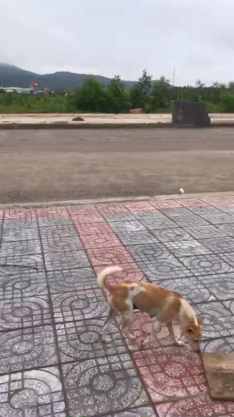 Đất nền Long Sơn 785m² giá 10.209 tỷ - Cơ hội đầu tư hấp dẫn!