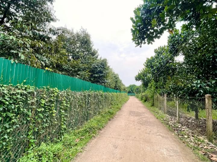 Đất thổ cư Gia Kiệm 1000m² giá 1.25 tỷ - Sổ hồng chính chủ, đầu tư sinh lời!