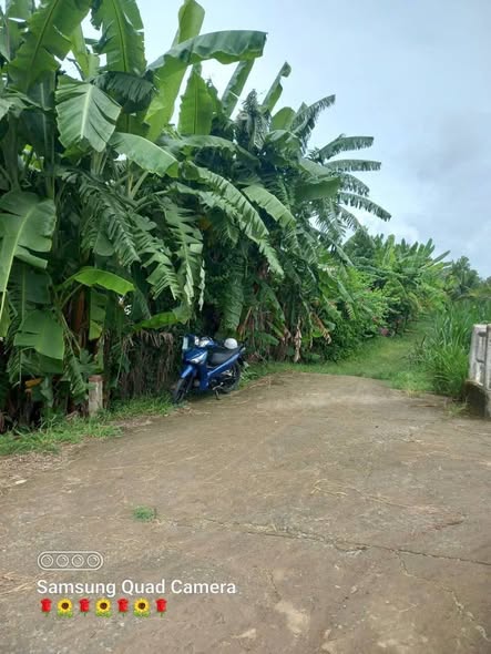 Vườn dừa tơ 10.000m² tại Trà Vinh - Giá chỉ 4 tỷ, thu nhập ổn định!