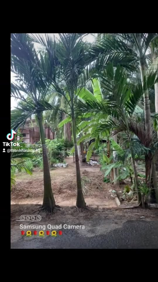 Đất ở ấp Bà Tây A, xã Tập Sơn, huyện Trà Cú, 750m² - Sổ hồng chính chủ, mặt tiền đường nhựa!