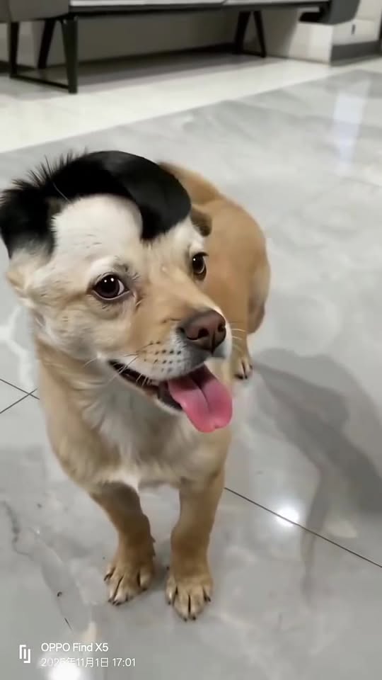 Nhà phố Tân Hiệp, Dĩ An 84m² giá 2.59 tỷ - Thiết kế hiện đại, sổ hồng riêng!