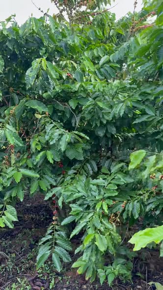 Đất nền mặt tiền bê tông Thôn 8 Lộc Nam 6480m² giá 1.45 tỷ - Cơ hội đầu tư tuyệt vời!