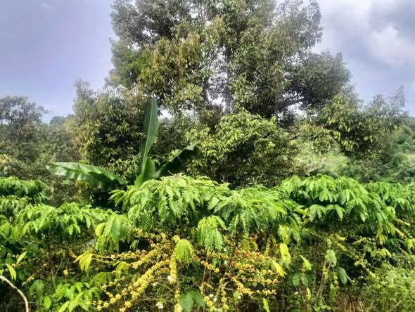 Đất nền Lộc An 3.543m² giá 2.4 tỷ - Cơ hội đầu tư tuyệt vời!