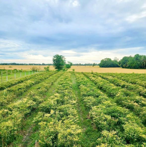 Đất mặt tiền đường Gò Cây Tung, phường Thới Sơn 558m² - Giá tốt, pháp lý rõ ràng!