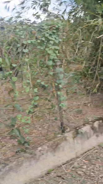 Đất nền Củ Chi 300m² giá 2.1 tỷ - Sổ đỏ chính chủ, thuận tiện xây dựng!