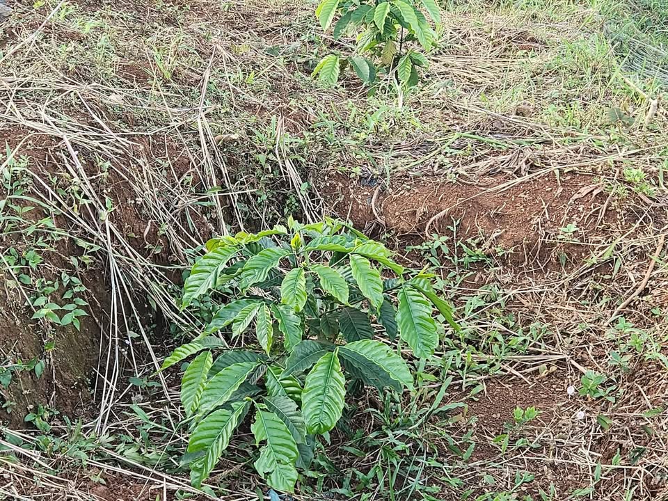 Đất ở Đắk Ru 1.700m² giá 300 triệu - Sổ đỏ chính chủ, đầu tư sinh lời!