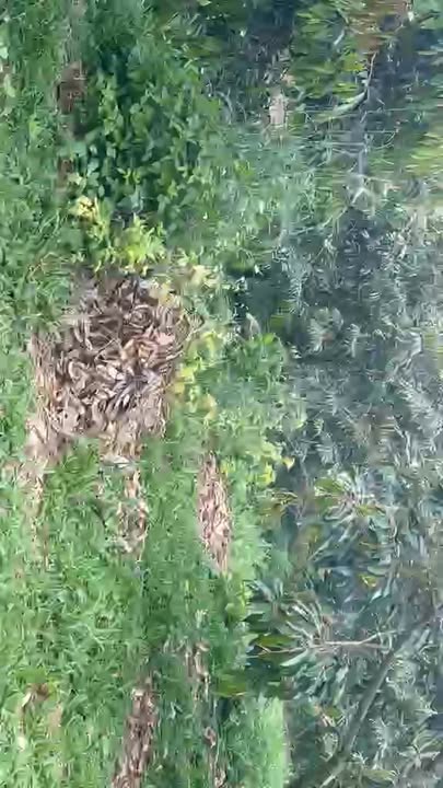 Farm 3ha sầu riêng Đắk Som giá 4.5 tỷ - Đặc sản thu hoạch mạnh