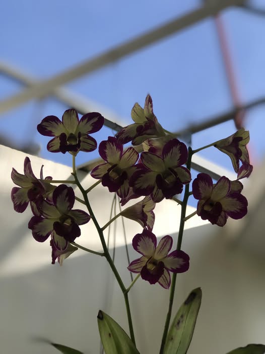 Nhà bán chính chủ đường Nguyễn Văn Huyên, quận Cẩm Lệ, 100m² giá 11.5 tỷ - Cơ hội đầu tư tuyệt vời!