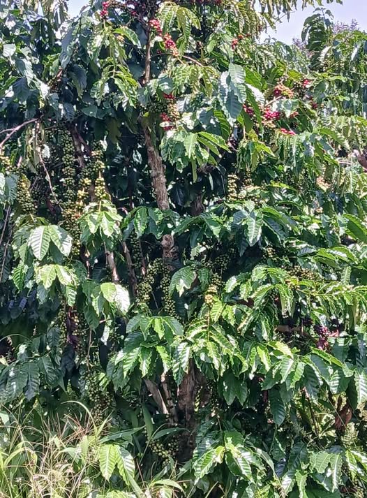 Lô cà phê kinh doanh 2ha tại xã Krông, Đắk Lắk - Giá chỉ 2.5 tỷ!