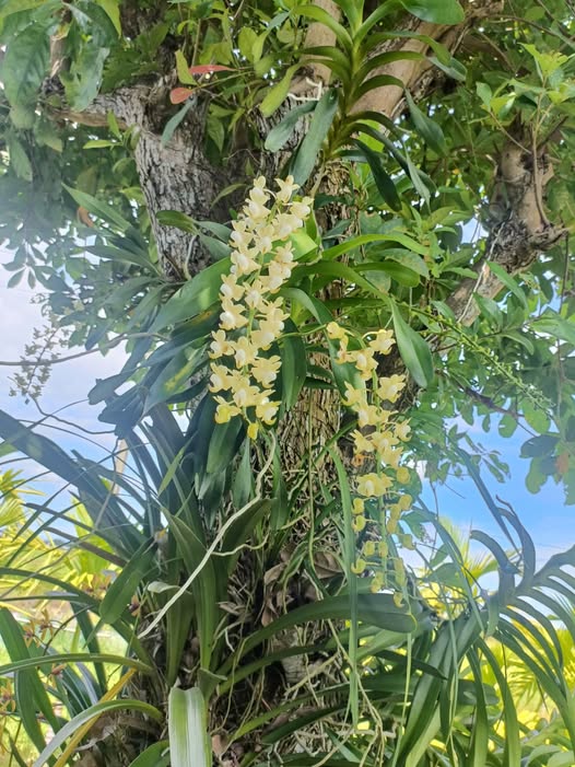 Đất nền Thi Thại, Duy Thành 500m² giá thỏa thuận - Cơ hội đầu tư hấp dẫn!