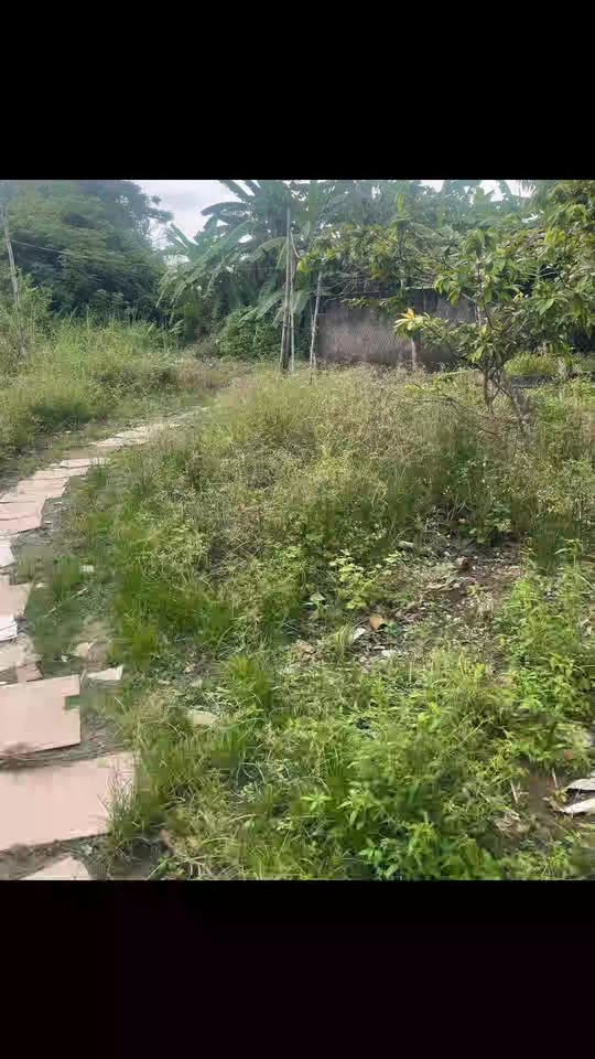 Đất ở đô thị Thị Trấn Bình Đại 1632m² giá 80 triệu - Cơ hội đầu tư tuyệt vời!