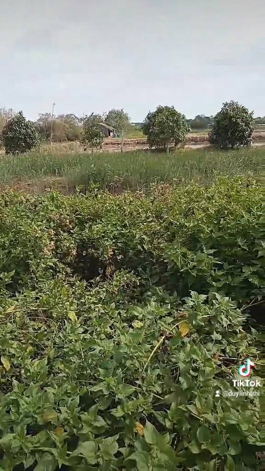 Đất mặt tiền cảng cá Bình Thắng 23000m² giá 18 tỷ - Cơ hội đầu tư hấp dẫn!