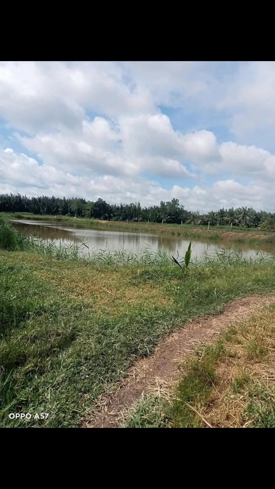 Đất thổ cư 5 công tại xã Thạnh Trị, Bình Đại, Bến Tre giá chỉ 600 triệu - Đầu tư lý tưởng!