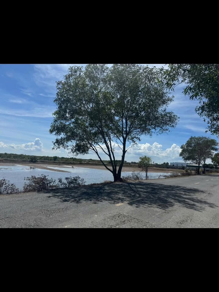 Đất nền Thạnh Phước, Bình Đại 12.600m² giá 9 tỷ - Cơ hội đầu tư sinh lời!