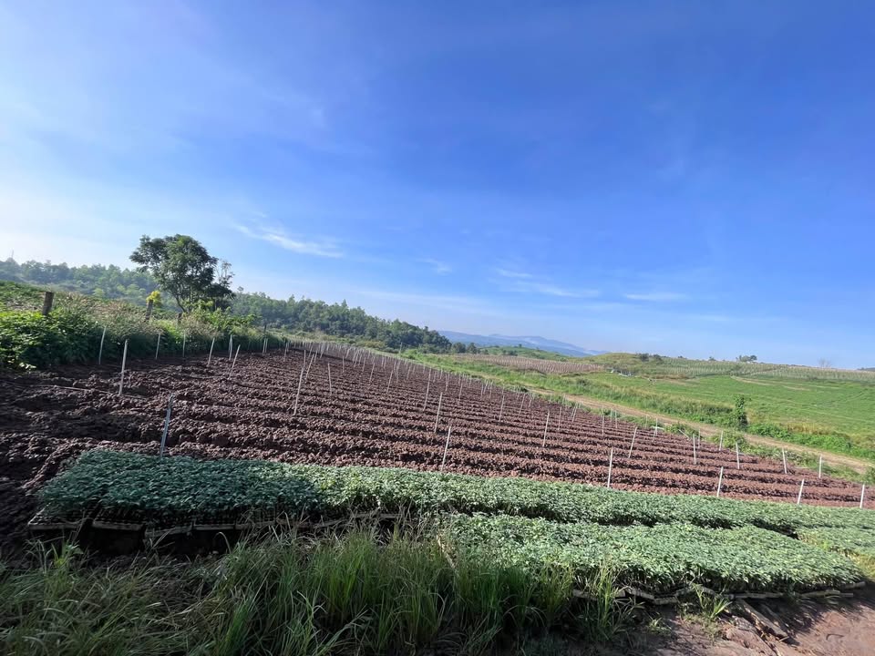 Đất Xã Tân Hội, Đức Trọng 12.000m² giá 4.06 tỷ - Cơ hội đầu tư không thể bỏ lỡ!