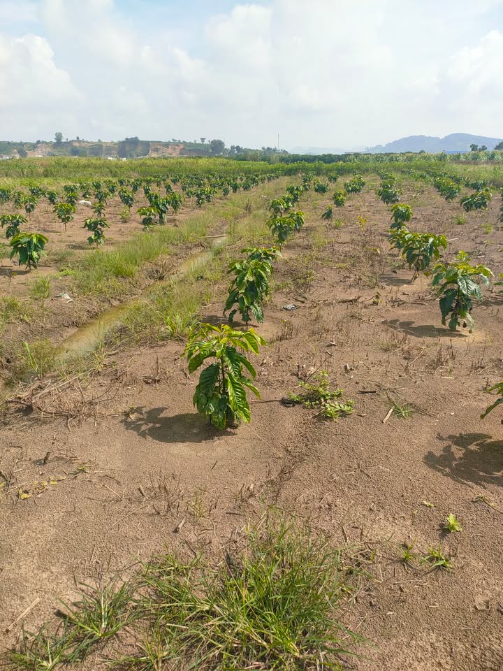 Đất nền 4000m² xã Tân Văn giá chỉ 479 triệu - Đầu tư sinh lời ngay!