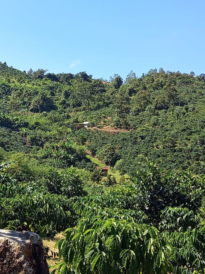 Lô đất Farm Di Linh 8,5 sào giá 2,4 tỷ - Cơ hội đầu tư tuyệt vời!