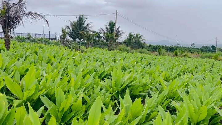 Đất nền 2,4 sào tại Tân Hà, Lâm Hà - Chỉ 1,65 tỷ, thương lượng ngay!