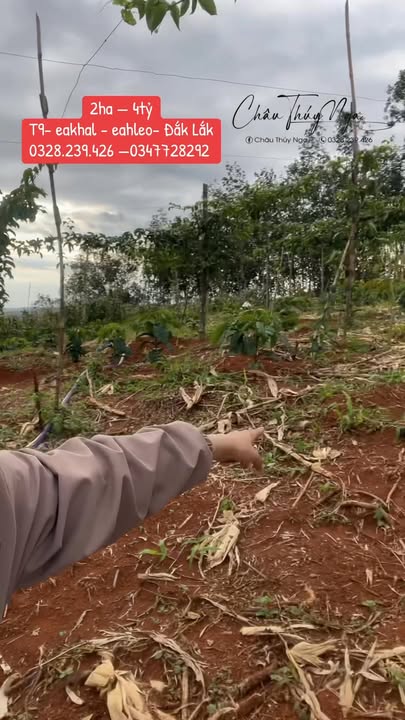 Đất đỏ trồng cây Ea Khal 20.000m² giá 4 tỷ - Ô tô vào tận nơi!