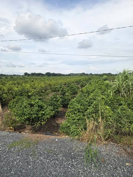 Đất 2 mặt tiền Vườn Thơm, Bình Chánh 1.170m² giá 2.6 tỷ - Đầu tư sinh lời ngay!