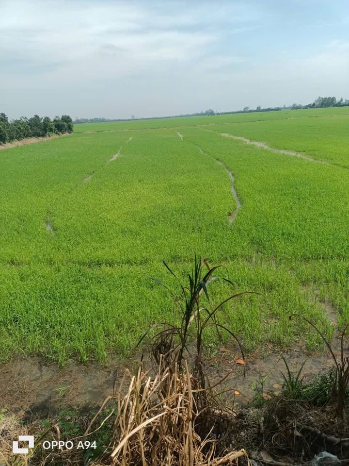 Đất ruộng 5900m² xã Mỹ Quý - Mặt tiền 53m, giá 1.2 tỷ - Cơ hội đầu tư hấp dẫn!