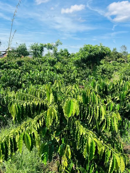 Đất nền Ea M'nang 2600m² giá 750 triệu - Điện nước đầy đủ, gần khu dân cư!