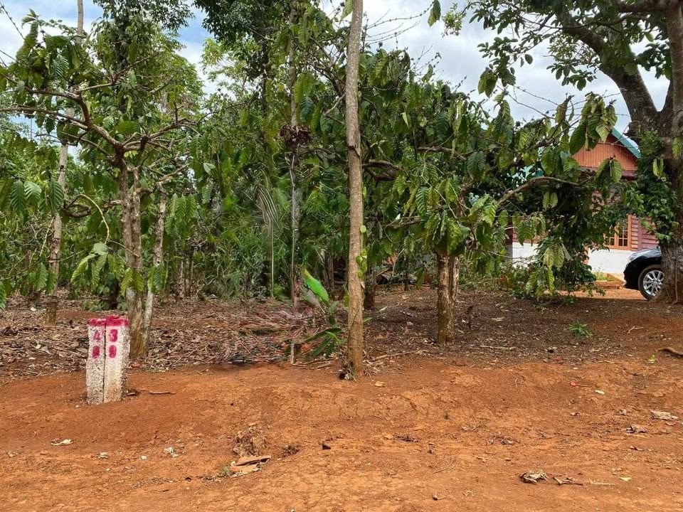 Đất thổ cư 60m² xã Cư Pơng, Krông Búk chỉ 169 triệu - Cơ hội đầu tư tuyệt vời!