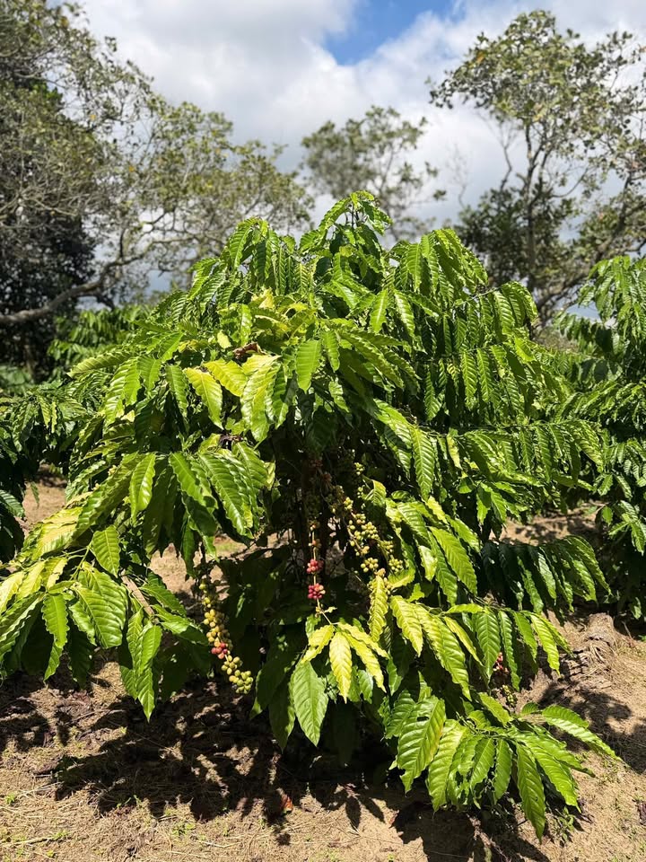 Đất cà phê 7.4 xào tại Cư Ni, Ea Kar chỉ 800 triệu - Cơ hội đầu tư tuyệt vời!