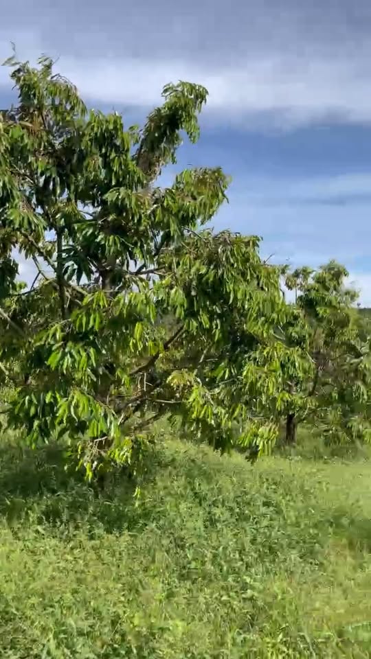 Bán lô đất 5.100m² tại thôn 6, xã Ea Ral - Giá chỉ 1.4 tỷ thương lượng nhẹ!