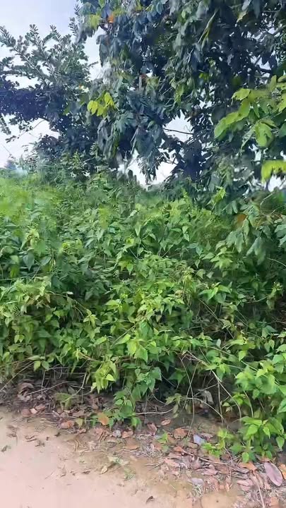 Đất nền thôn 13, Tâm Thắng, Cư Jút 168m² giá chỉ 560 triệu - Cần tiền công chứng ngay!