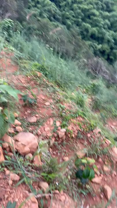 Farm 2.2ha tại Đắk Nông giá 800 triệu - Đầu tư hấp dẫn cho mùa vụ mới!