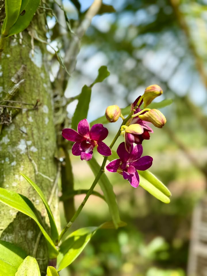 Đất nền Minh Thạnh, Dầu Tiếng, 150m² giá 300 triệu - Cơ hội đầu tư hấp dẫn!