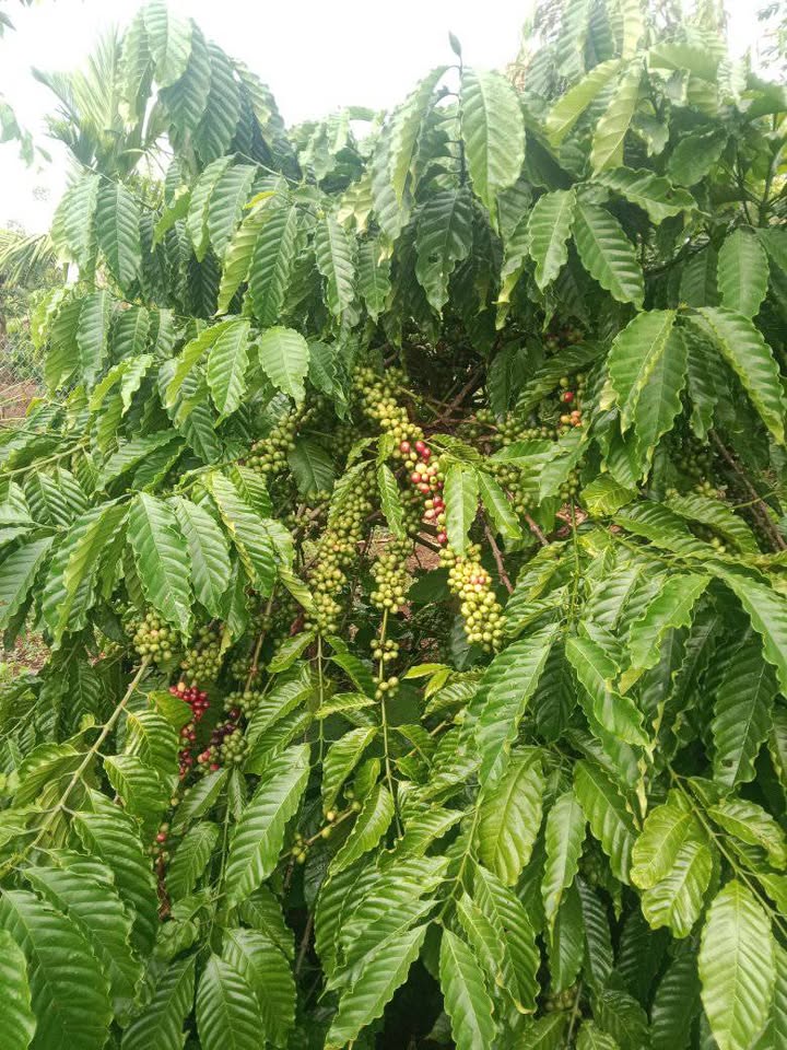 Đất nền Quảng Hiệp 1040m² giá chỉ 45.31 tỷ - Đầu tư sinh lời cao!