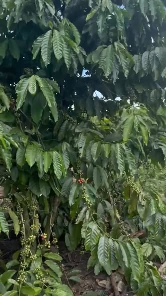 Đất nền Buôn Hồ 3200m² giá 1.09 tỷ - Cơ hội đầu tư hấp dẫn!