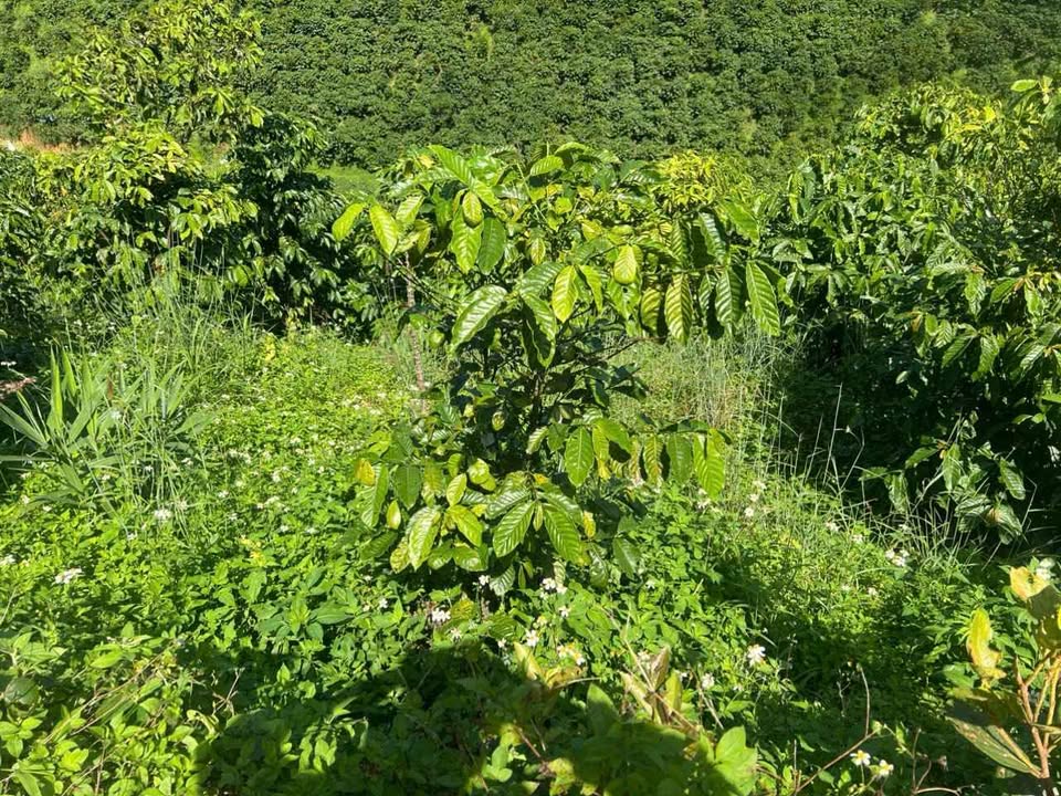 Farm 28800m² tại Phúc Thọ, Lâm Hà - Cho thuê giá thỏa thuận, tiện lợi cho sản xuất!