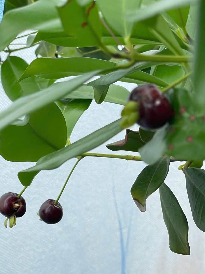 Nhà Cấp 4 hẻm 808 Trần Hưng Đạo, Quy Nhơn 82m² giá 1.99 tỷ - Sổ đỏ chính chủ